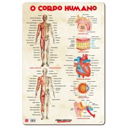 Capa do artigo Base Didatica O Corpo Humano 60X40Cm Ldpp-225