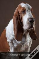 Basset Hound