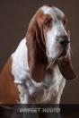 Basset Hound - Preview