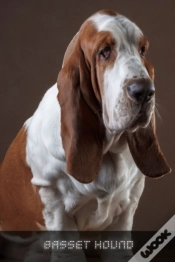 Capa do artigo Basset Hound