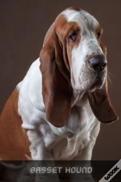 Capa do artigo Basset Hound
