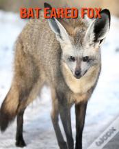 Bat Eared Fox