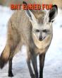 Bat Eared Fox - Preview