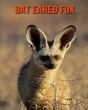 Bat Eared Fox - Preview