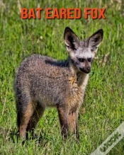 Capa do artigo Bat Eared Fox