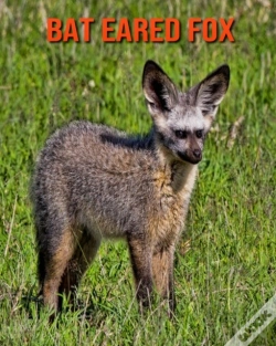Capa do artigo Bat Eared Fox