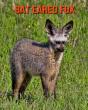 Bat Eared Fox - Preview