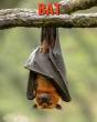 Bat - Preview