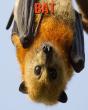 Bat - Preview