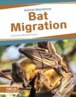 Bat Migration