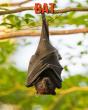 Bat - Preview