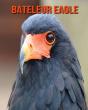 Bateleur Eagle - Preview