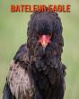 Bateleur Eagle - Preview