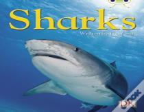 Bc Nf Blue (Ks2) B/4a Sharks