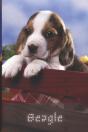 Beagle - Preview