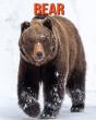 Bear - Preview