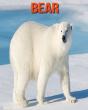 Bear - Preview