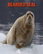 Bearded Seal - Preview