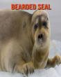 Bearded Seal - Preview