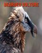 Bearded Vulture - Preview