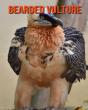 Bearded Vulture - Preview