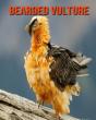Bearded Vulture - Preview