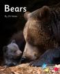 Bears - Preview