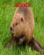 Beaver - Preview