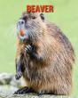 Beaver - Preview