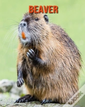 Capa do artigo Beaver