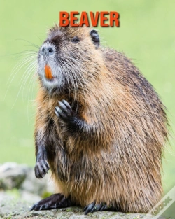 Capa do artigo Beaver