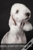Bedlington Terrier