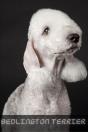 Bedlington Terrier - Preview