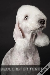 Capa do artigo Bedlington Terrier