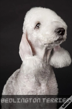 Capa do artigo Bedlington Terrier