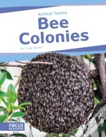 Bee Colonies