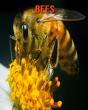 Bees - Preview