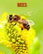 Bees - Preview