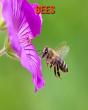 Bees - Preview