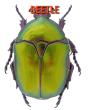 Beetle - Preview