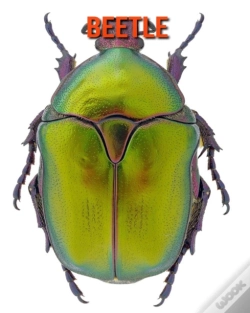 Capa do artigo Beetle