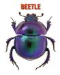 Beetle - Preview