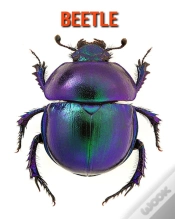 Capa do artigo Beetle