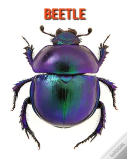 Capa do artigo Beetle