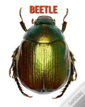 Beetle