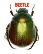 Beetle - Preview