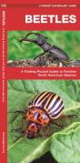 Beetles - Preview