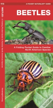Capa do artigo Beetles