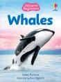 Beginners Whales - Preview