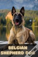 Belgian Shepherd Dog